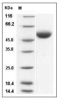 Ferret CD4 / Leu-3 Protein (His Tag) SDS-PAGE