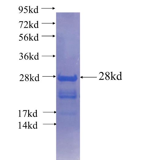 Recombinant human XBP1 SDS-PAGE