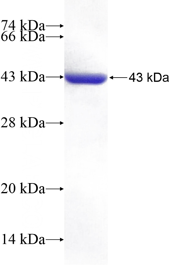 Recombinant Human NT5C2 SDS-PAGE