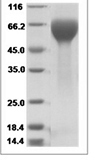 Rhesus IL17RA/IL-17RA/CD217 Protein 14132