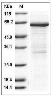 Mouse MMP-8 / CLG1 Protein SDS-PAGE