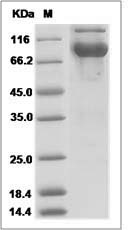 Mouse LAG3 / CD223 / Lymphocyte activation gene 3 Protein (Fc Tag)