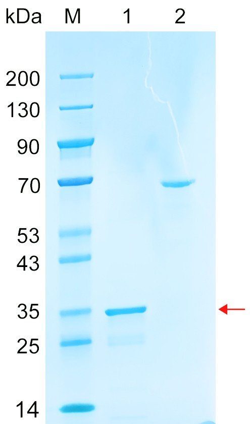 Recombinant TRUB1 protein (His tag) SDS-PAGE