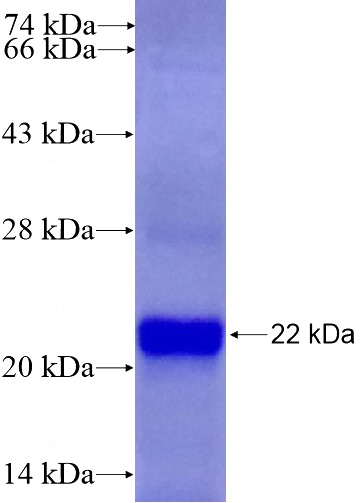 Recombinant Human CLK1 SDS-PAGE