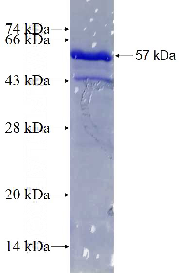 Recombinant Human USP29 SDS-PAGE
