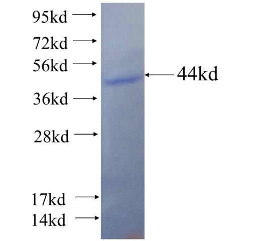 Recombinant human LARS2 SDS-PAGE