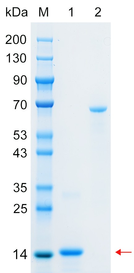Recombinant MSMP protein (His tag) SDS-PAGE