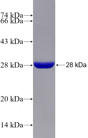 Recombinant Human SF3B4 SDS-PAGE