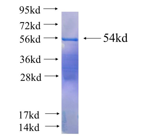 Recombinant human CLUAP1(Full length) SDS-PAGE