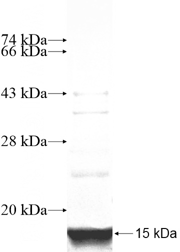 Recombinant Human SLC2A11 SDS-PAGE