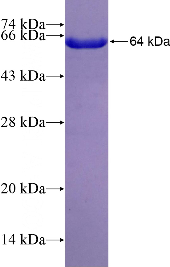 Recombinant Human IPO4 SDS-PAGE