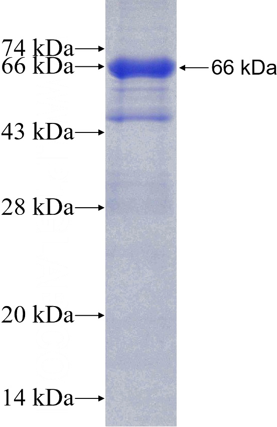 Recombinant Human Lamin B1 SDS-PAGE