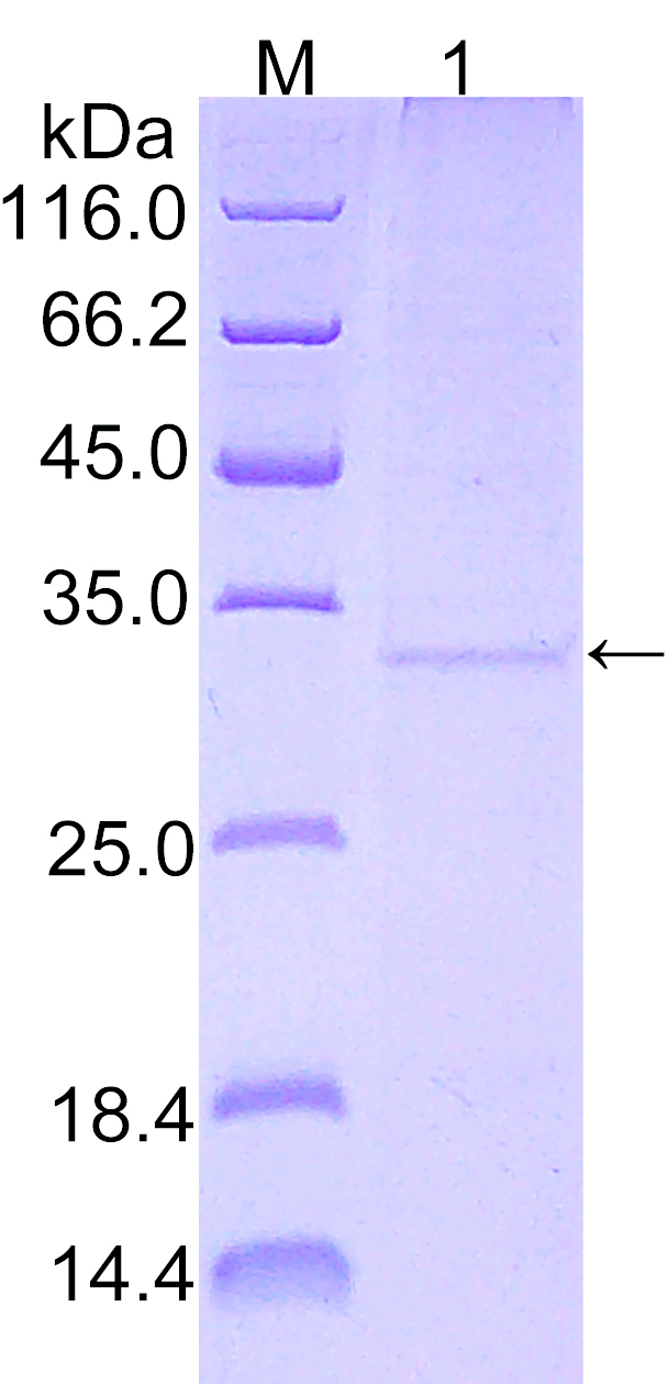 Recombinant human Synaptophysin; SYP SDS-PAGE