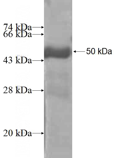 Recombinant Human DUSP19 SDS-PAGE