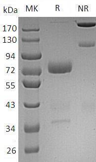 Human MSLN/MPF (Fc tag) recombinant protein
