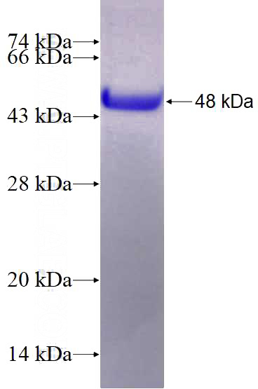 Recombinant Human PER3 SDS-PAGE