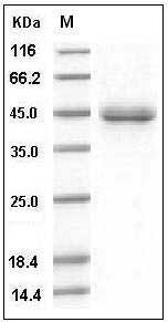 Mouse SFTPD / SP-D / SFTP4 Protein (His Tag) SDS-PAGE