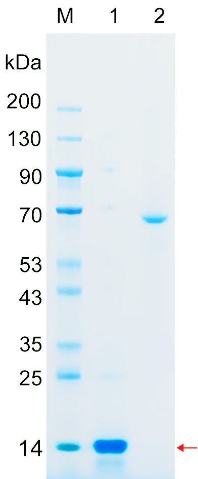 Recombinant WIPF1 protein (His tag) SDS-PAGE