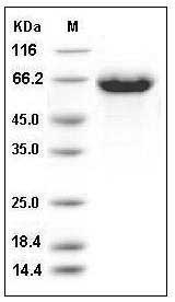 Influenza A H10N3 (A/duck/Hong Kong/786/1979) Hemagglutinin / HA Protein (His Tag) SDS-PAGE