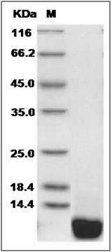 Mouse CXCL12 / SDF-1 Protein SDS-PAGE
