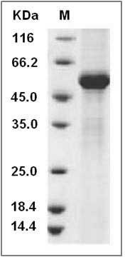 Mouse TFPI2 / PP5 Protein (Fc Tag) SDS-PAGE