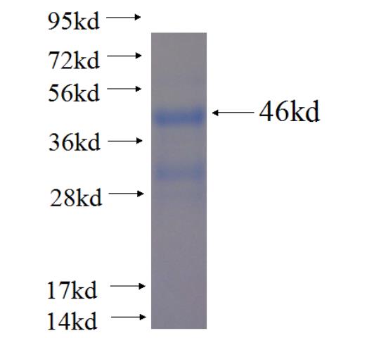 Recombinant human EN2 SDS-PAGE