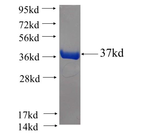 Recombinant human URM1 SDS-PAGE