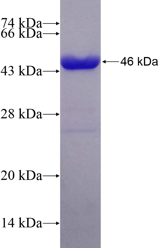 Recombinant Human DDB1 SDS-PAGE