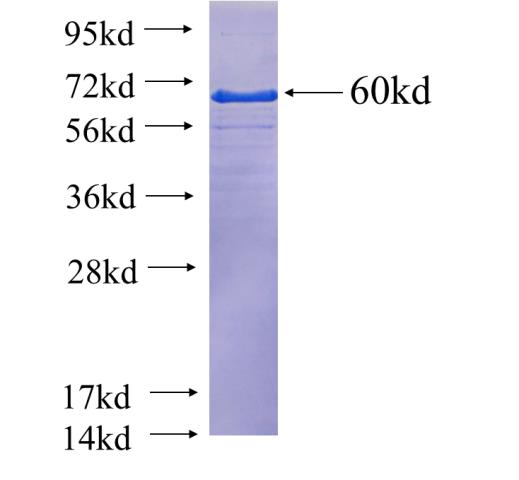 Recombinant human USF1(Full length) SDS-PAGE