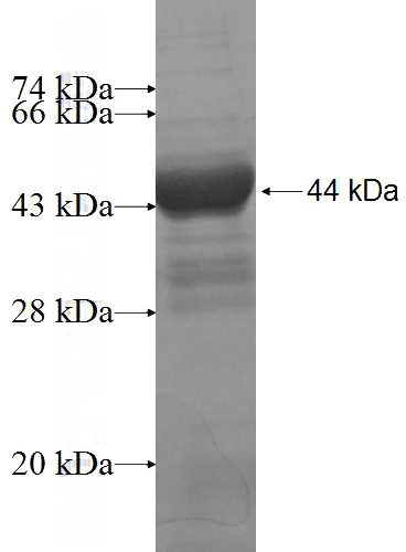 Recombinant Human PEO1 SDS-PAGE