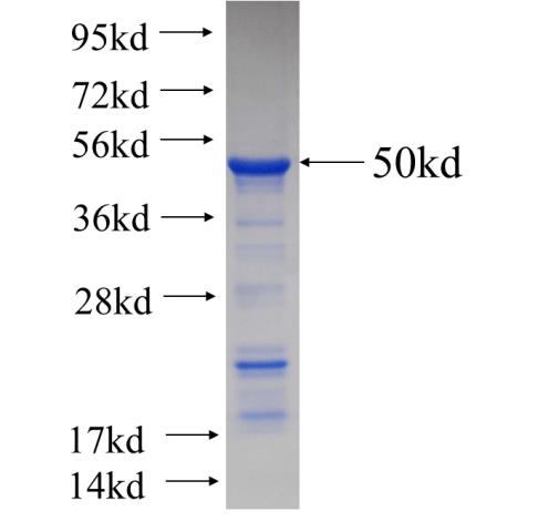Recombinant Arabidopsis thaliana ATIMD2 SDS-PAGE