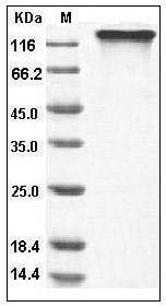 Human HER4 / ErbB4 Protein (His & Fc Tag) SDS-PAGE