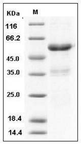 Human Ephrin-A1/EFNA1 (His & Fc Tag) recombinant protein