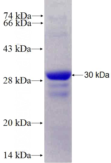 Recombinant Human SRA1 SDS-PAGE