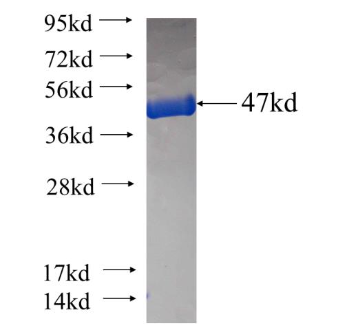 Recombinant human DHFR SDS-PAGE