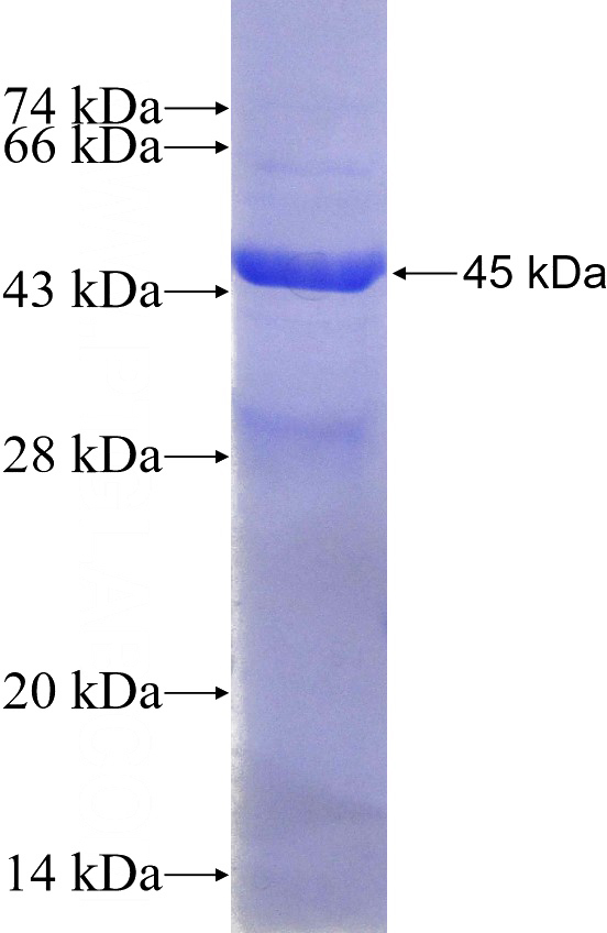 Recombinant Mouse Cd68 SDS-PAGE