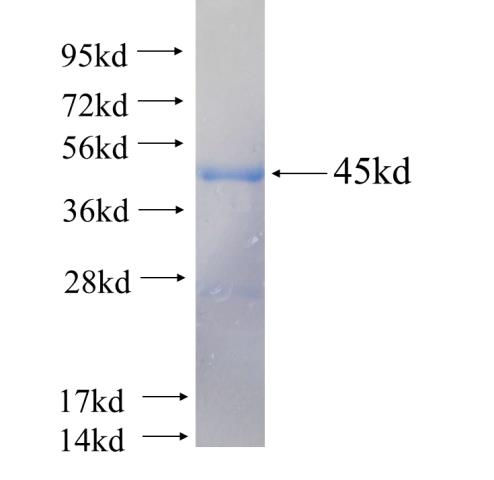 Recombinant human SYT17 SDS-PAGE
