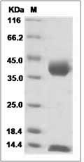 Rhesus CD1C & B2M Heterodimer Protein