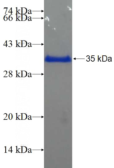 Recombinant Human SEC14L1 SDS-PAGE