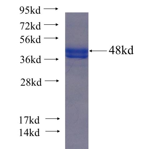 Recombinant Arabidopsis thaliana ROP1AT SDS-PAGE
