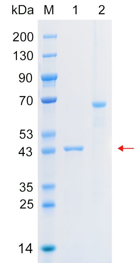 Recombinant TLR8 protein (His tag) SDS-PAGE