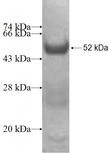 Recombinant Human MRPS9 SDS-PAGE