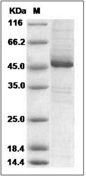 Human EIF3K Protein (His & GST Tag) SDS-PAGE