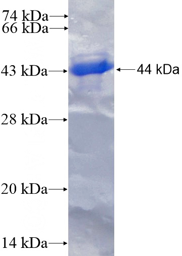 Recombinant Human NOMO1 SDS-PAGE