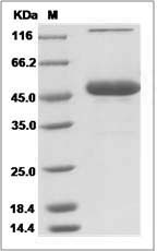 Mouse CD70 / CD27L / TNFSF7 Protein (Fc Tag)
