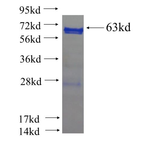 Recombinant human INO80 SDS-PAGE