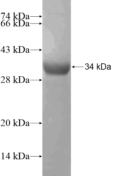 Recombinant Human Barkor SDS-PAGE