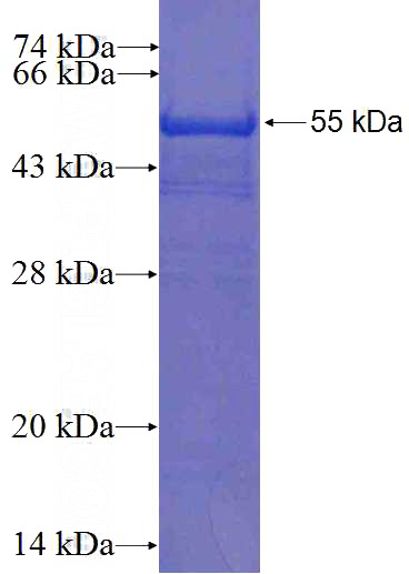 Recombinant Human COPS4 SDS-PAGE