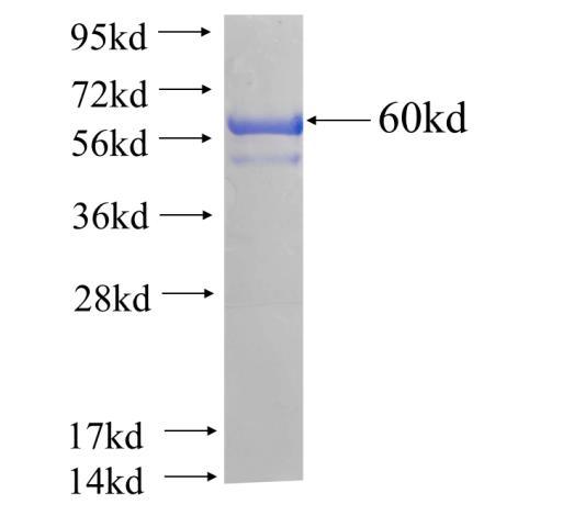 Recombinant human VIL1 SDS-PAGE