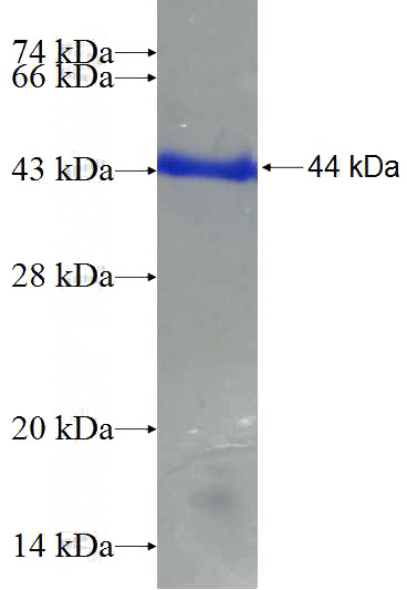 Recombinant Human POLDIP2 SDS-PAGE